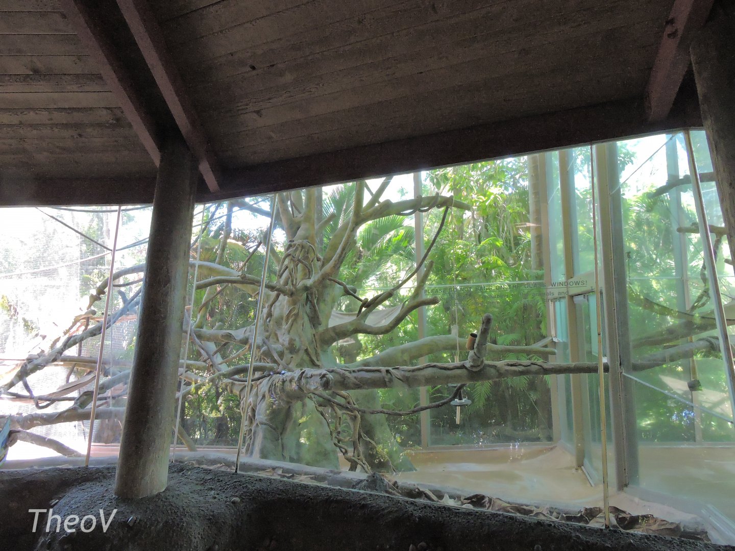 Silvery lutung exhibit - Lost Forest [2015]