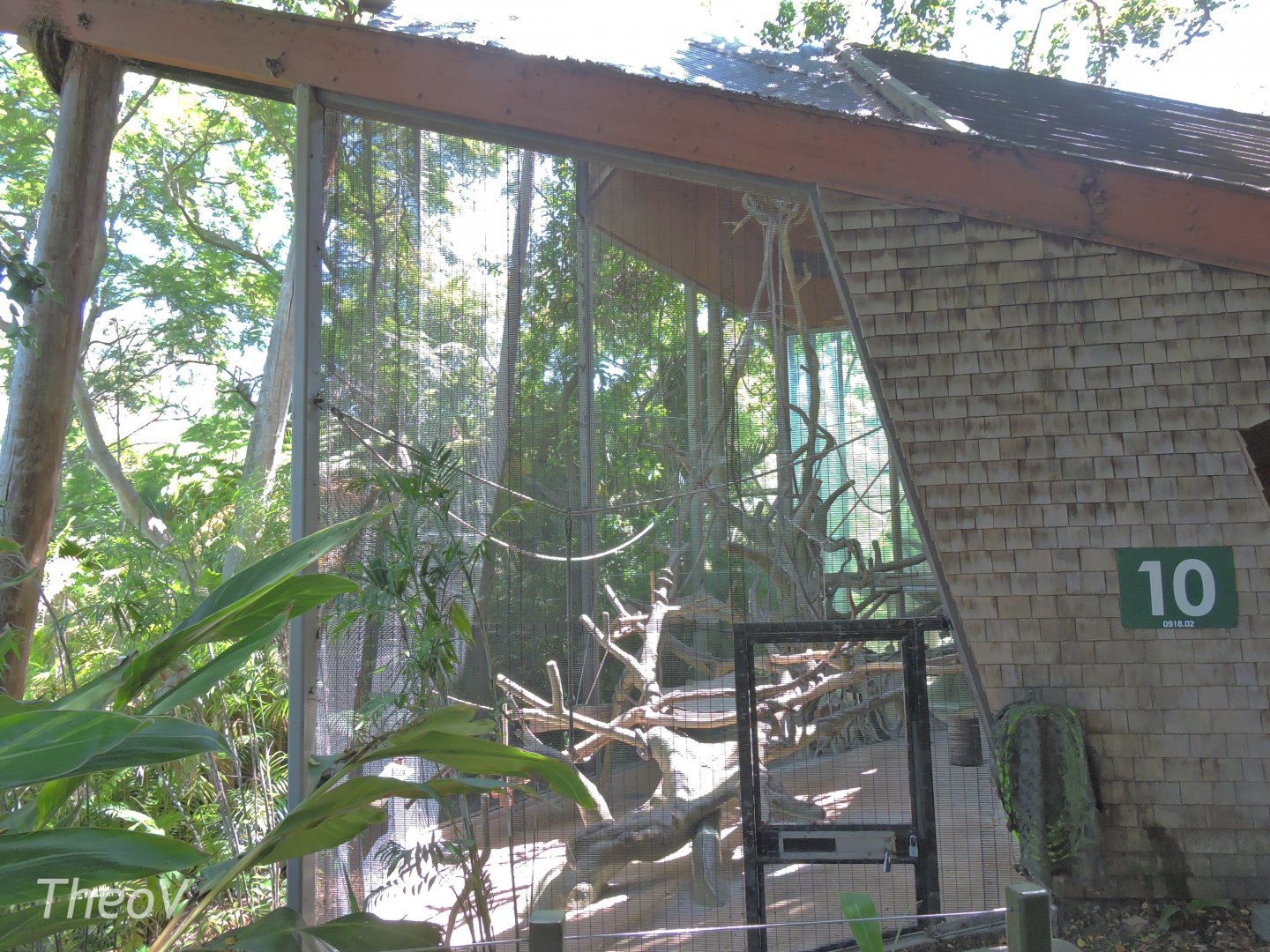 Silvery lutung exhibit - Lost Forest [2015]