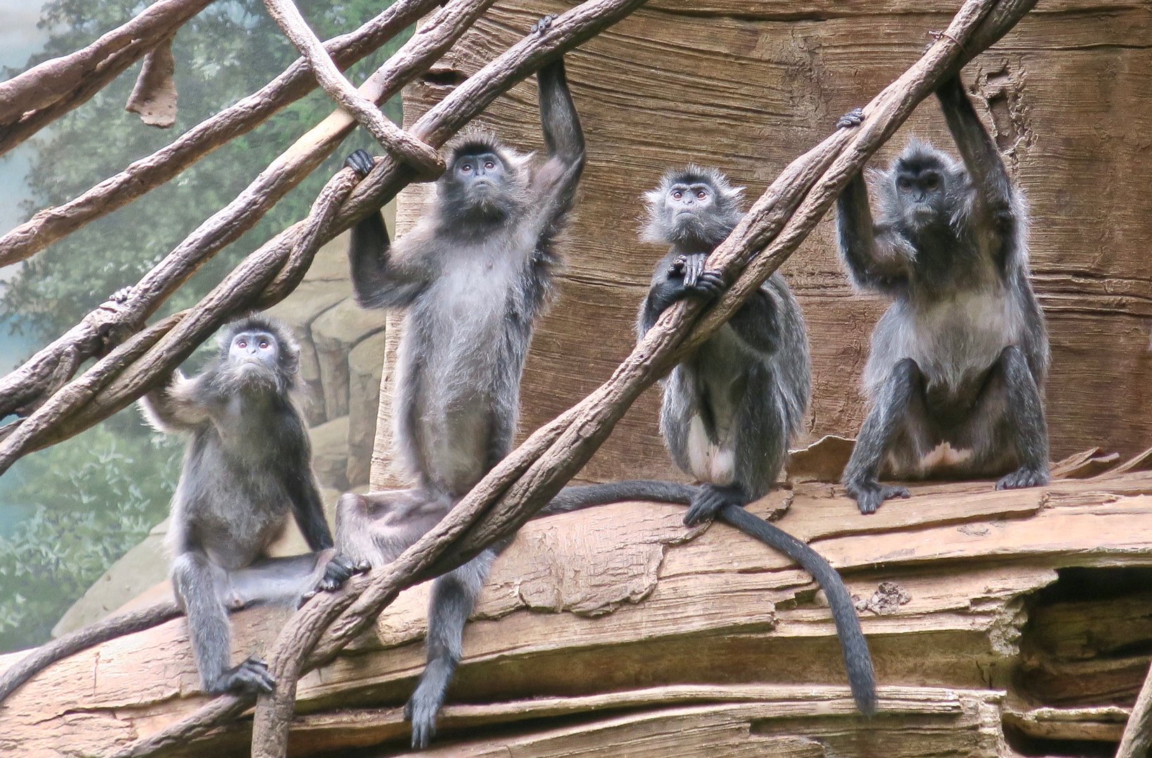 Silvery Lutung (Trachypithecus cristatus)