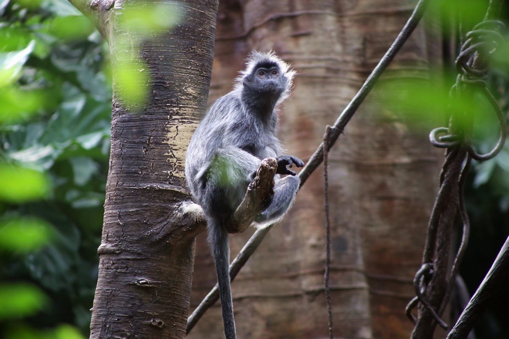 Silvery Lutung (Trachypithecus cristatus)