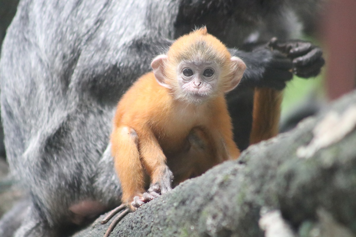 Silvery Lutung (Trachypithecus cristatus)