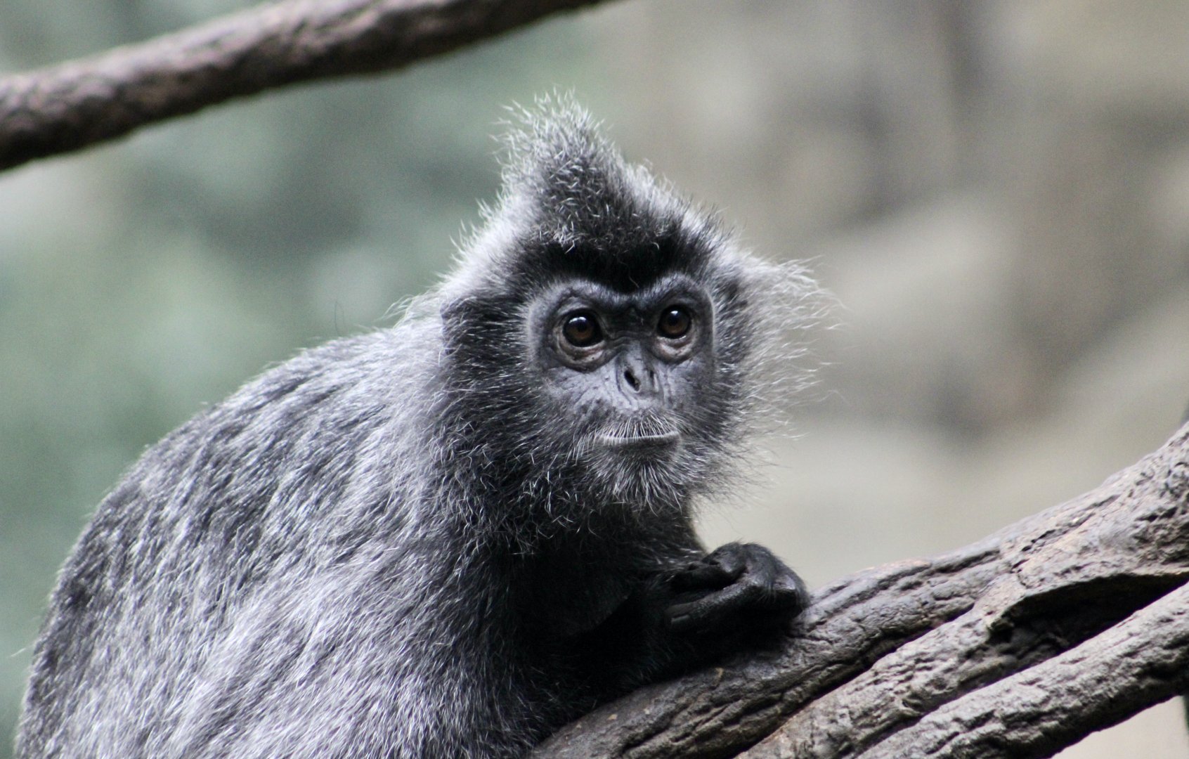 Silvery Lutung (Trachypithecus cristatus)