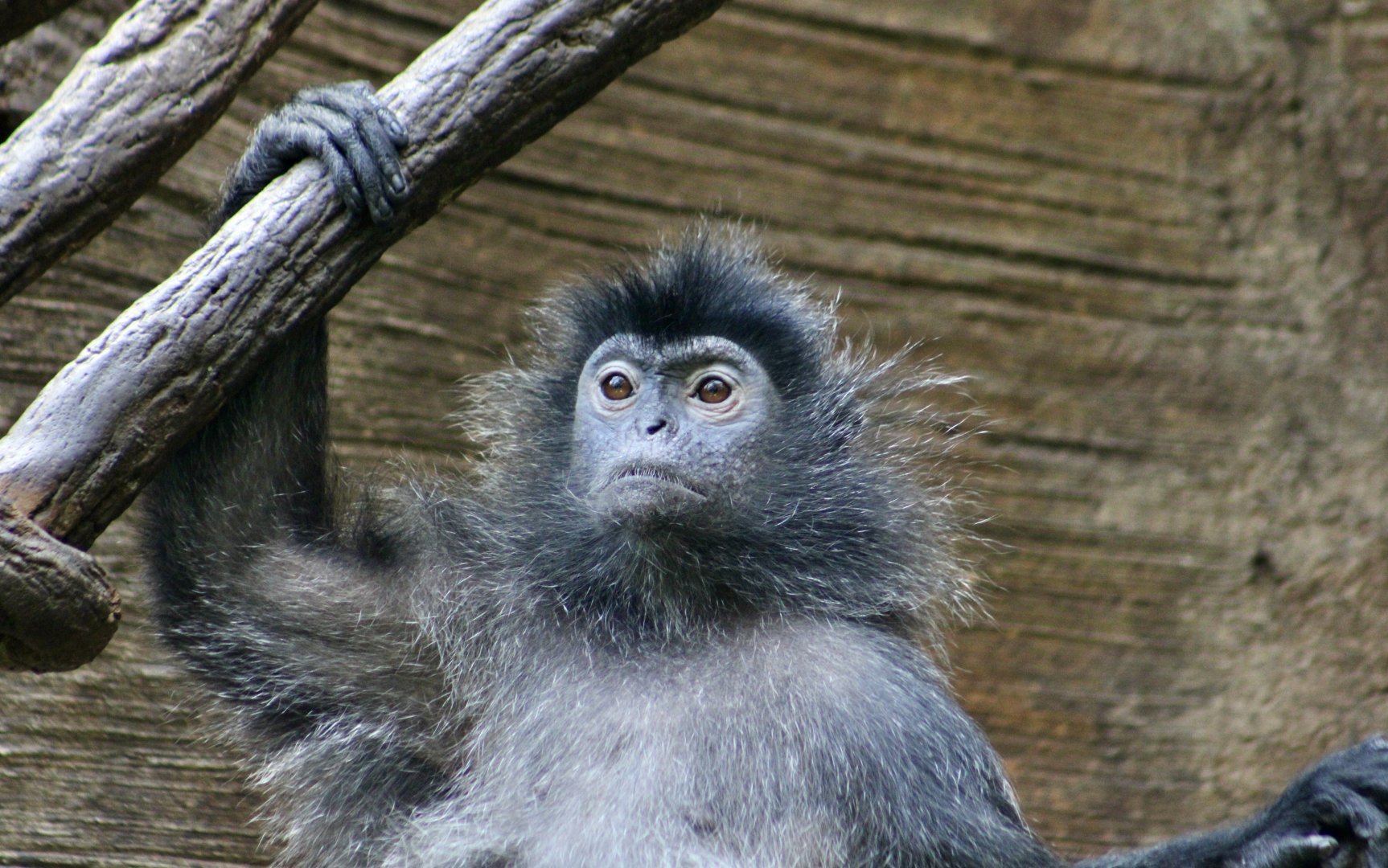 Silvery Lutung (Trachypithecus cristatus)