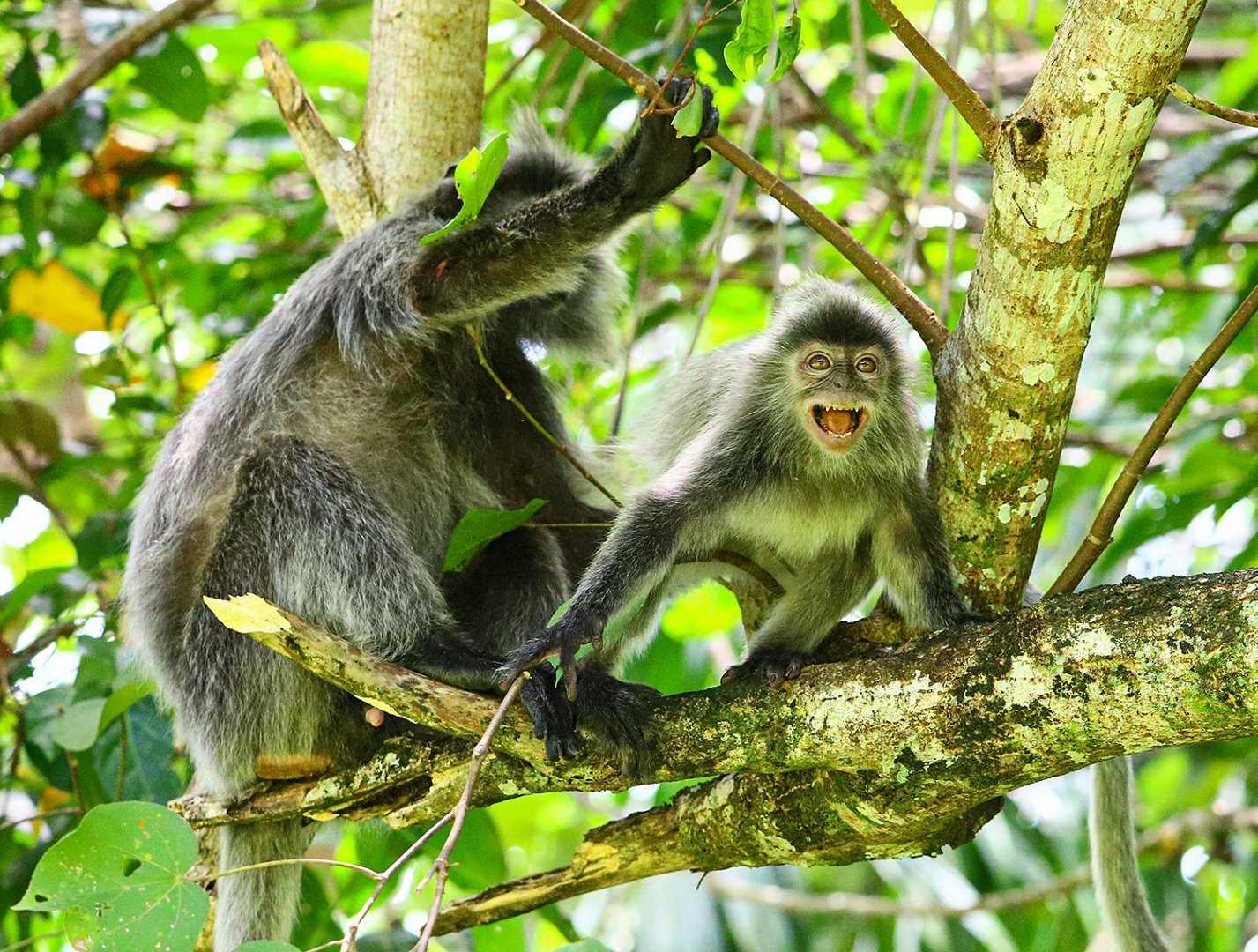 Silvery lutung (Trachypithecus cristatus)