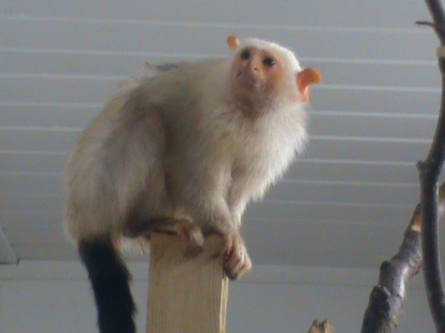 silvery marmoset 01/10