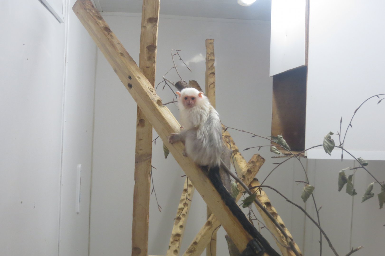 Silvery marmoset 040319