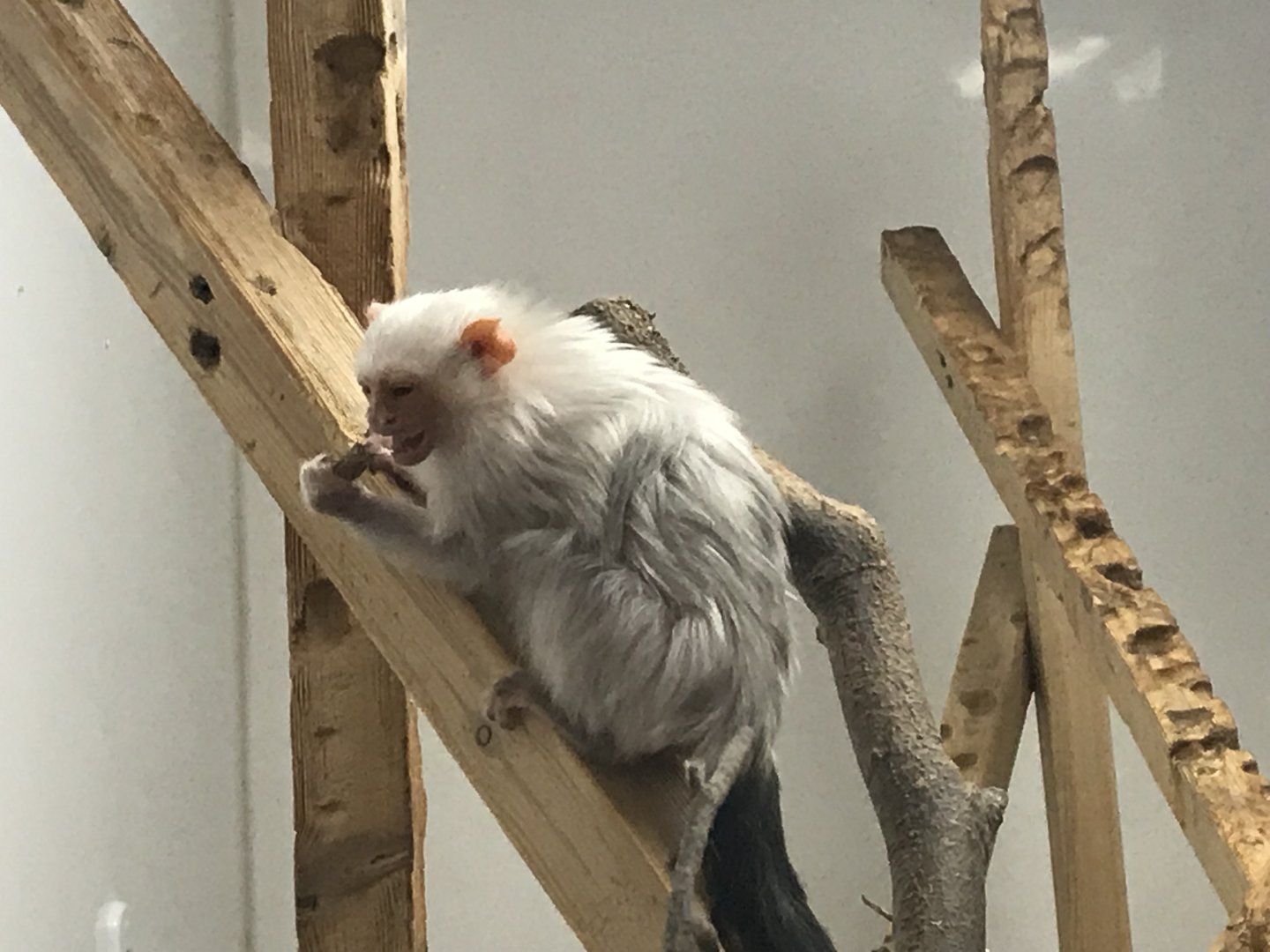 Silvery marmoset 150418