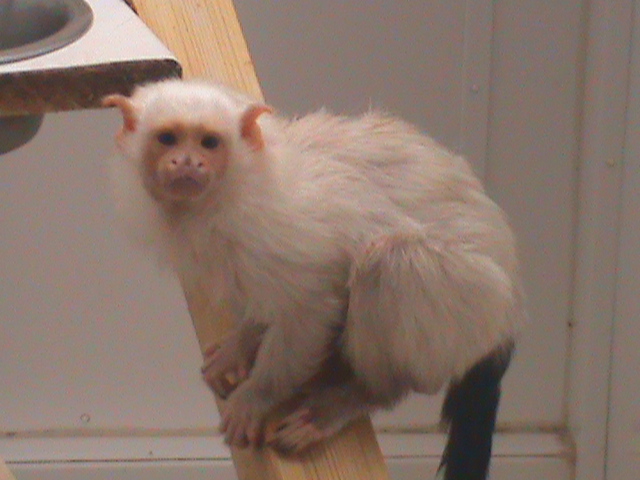 silvery marmoset 200211