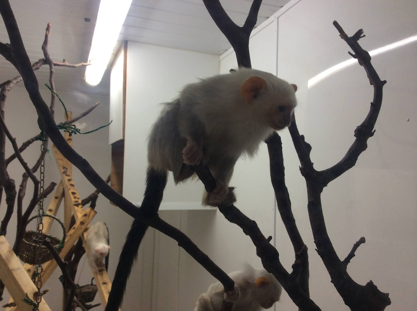 Silvery Marmoset 200414