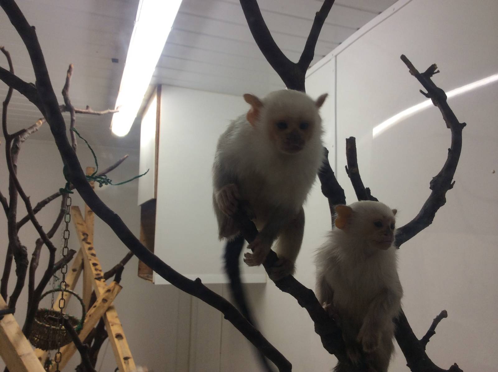 Silvery Marmoset 200414