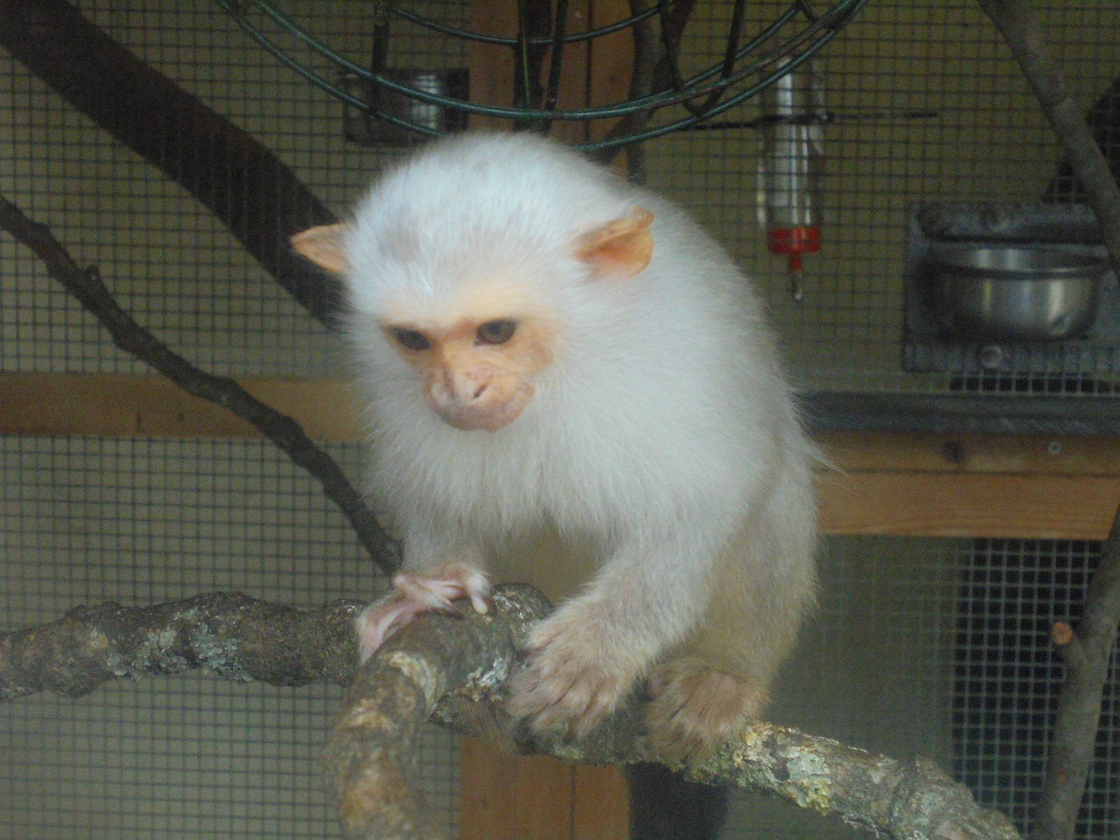 Silvery Marmoset 2015.