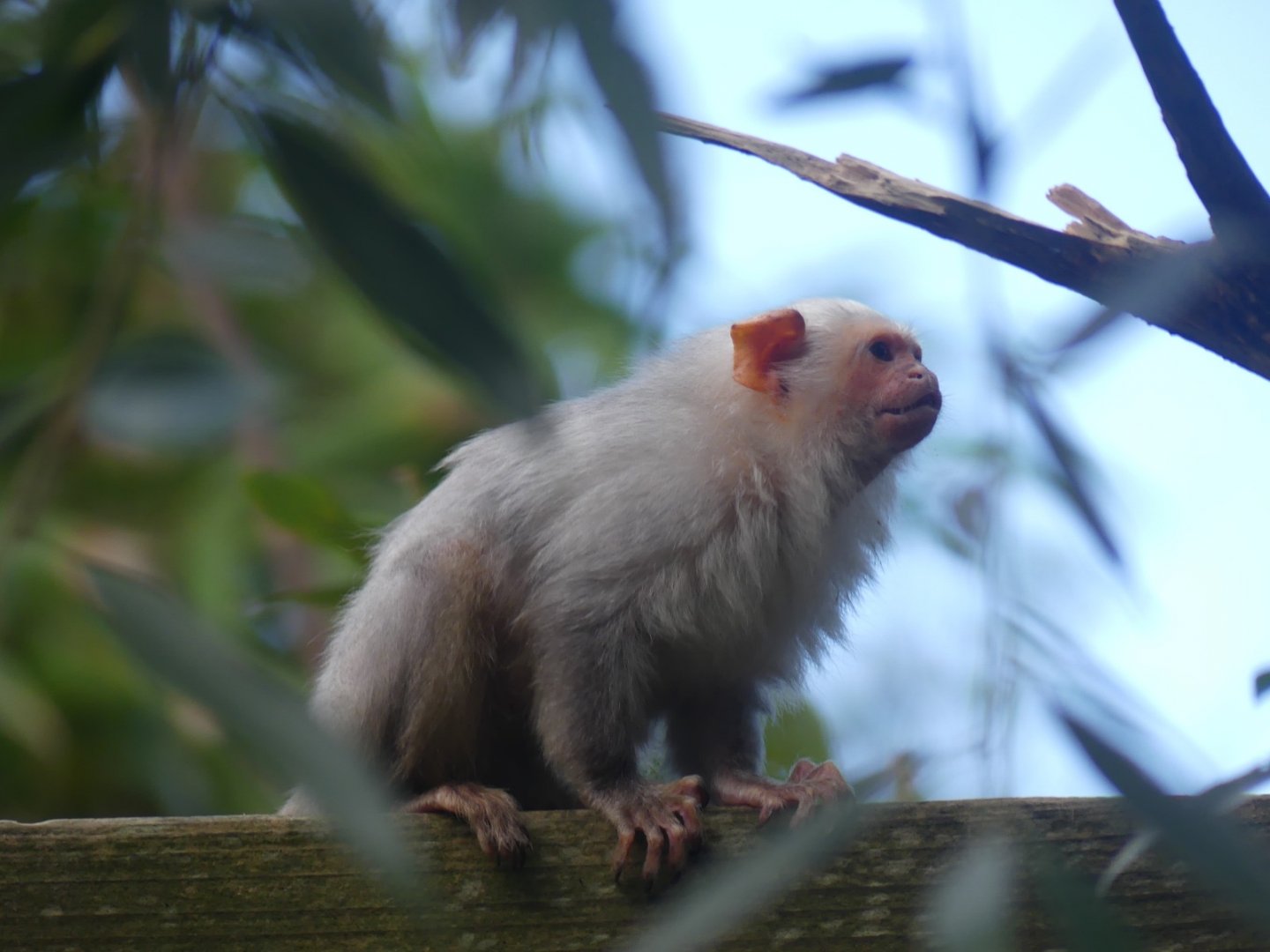 Silvery Marmoset - 21.10.24