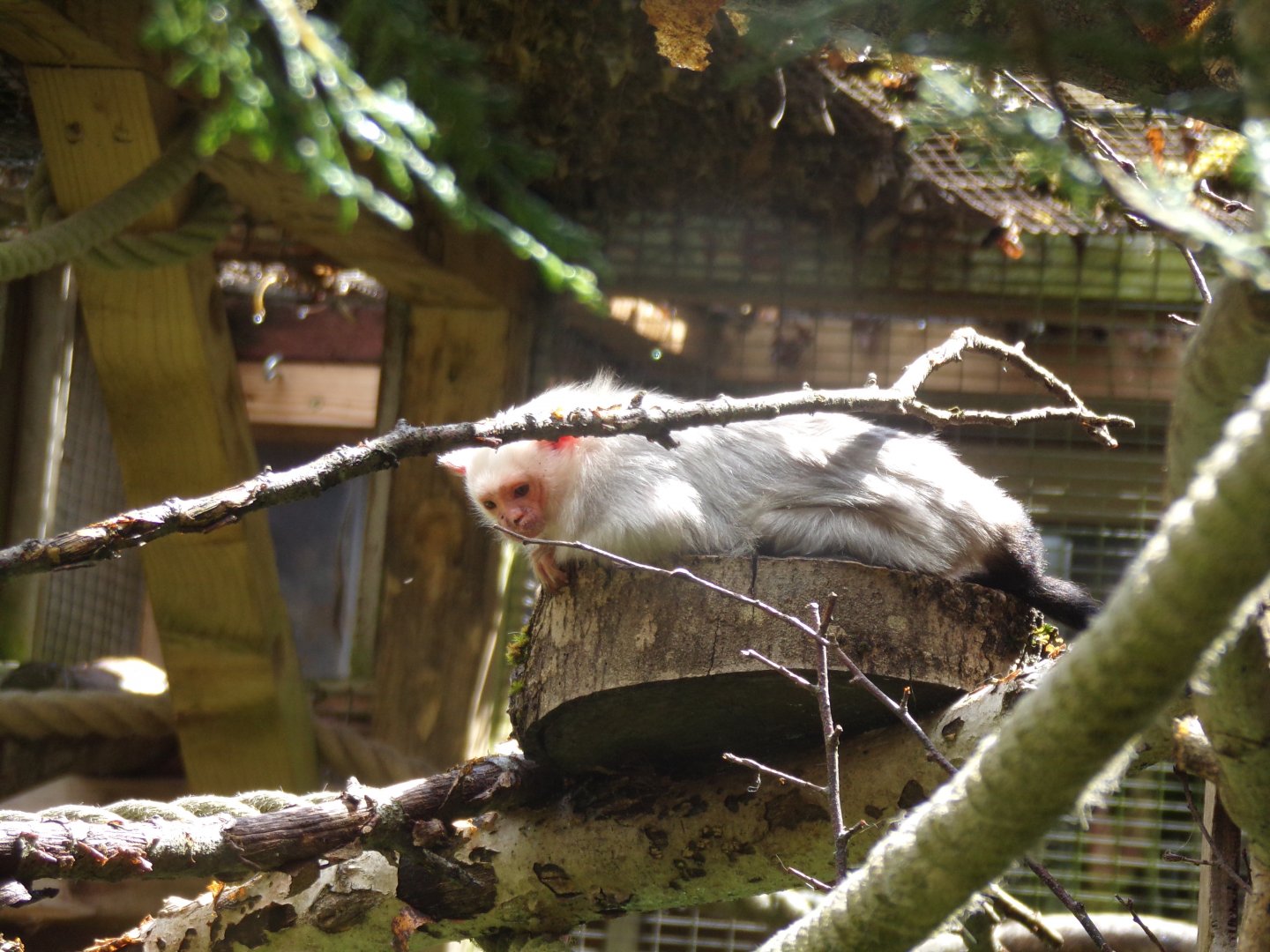 Silvery marmoset 7.7.24