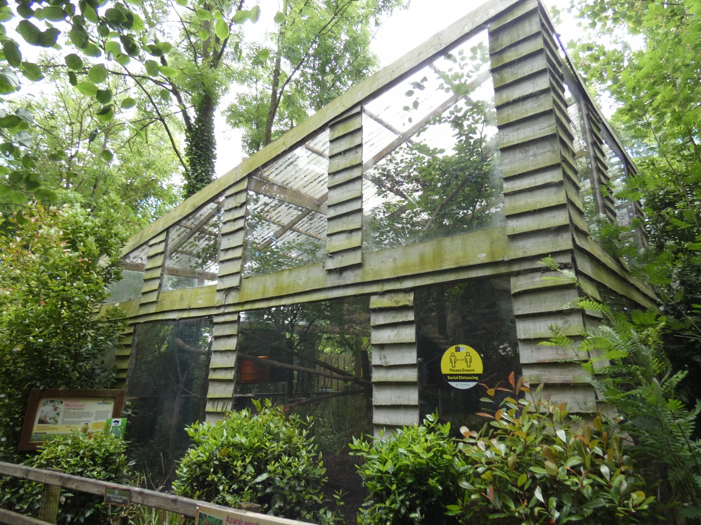 Silvery marmoset and agouti enclosure