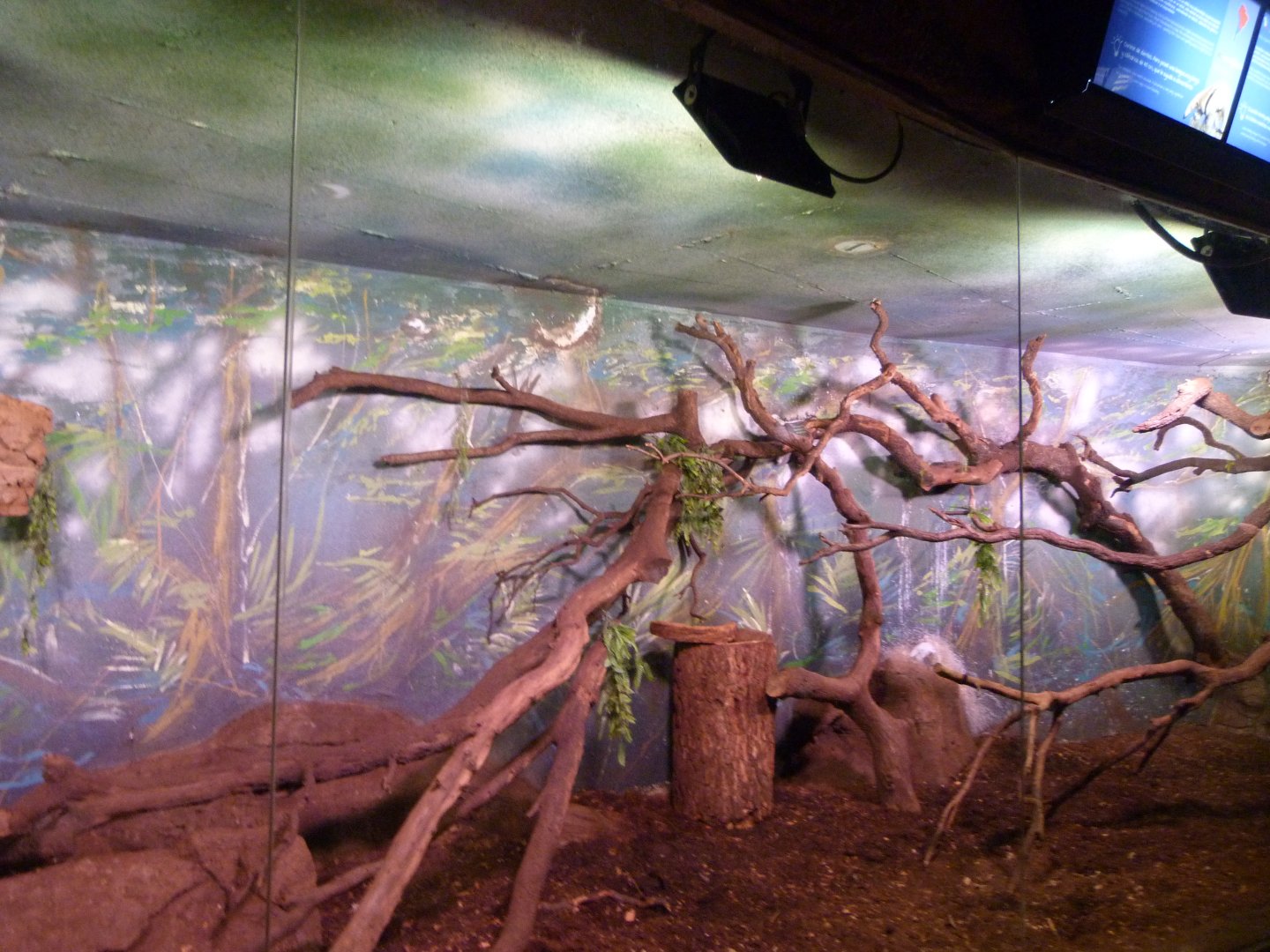 Silvery marmoset and Southern tamandua exhibit -Faunia (2025)