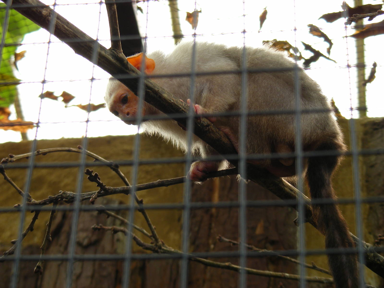 Silvery marmoset at Amazon World, 5 April 2010