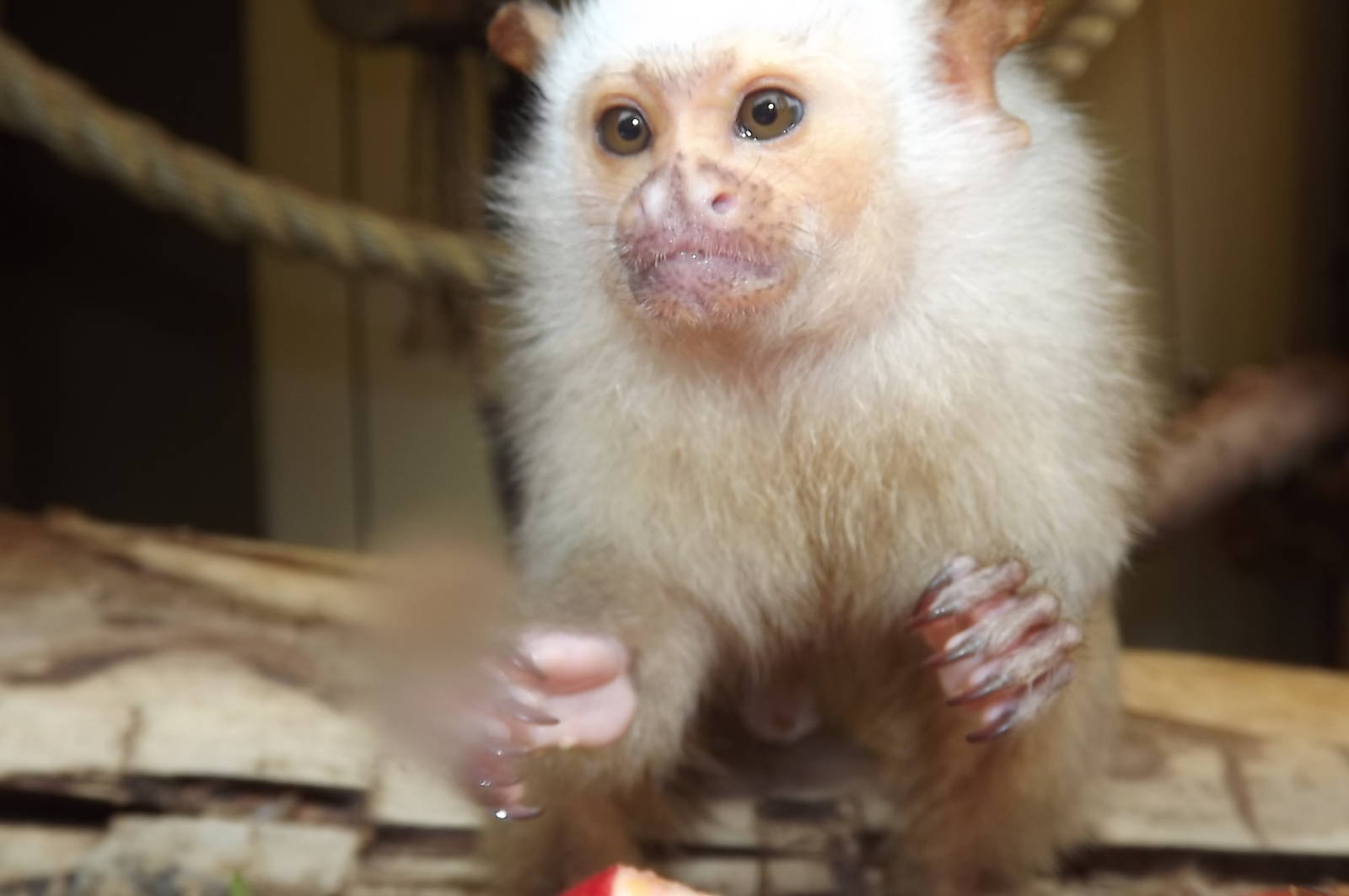 Silvery Marmoset at Blackpool Zoo 16/06/12