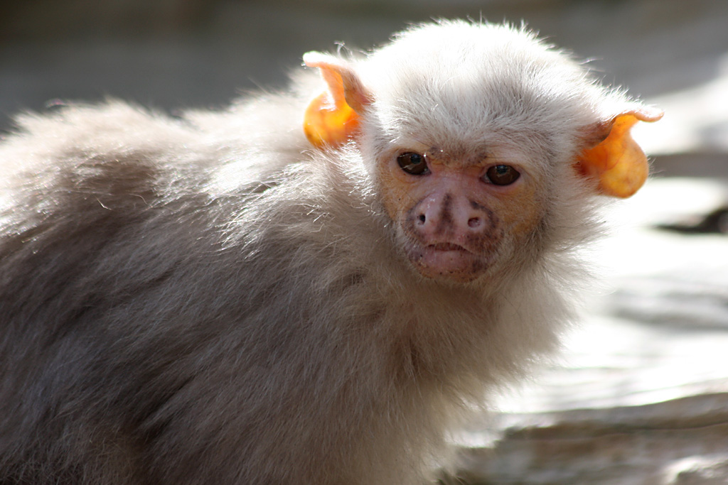 Silvery Marmoset at Colchester 21/10/08