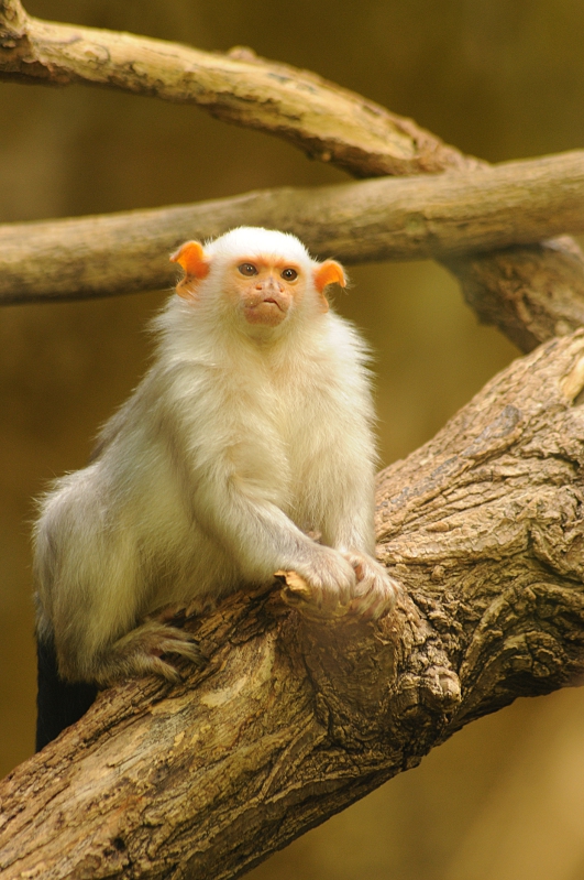 Silvery marmoset at Krefeld