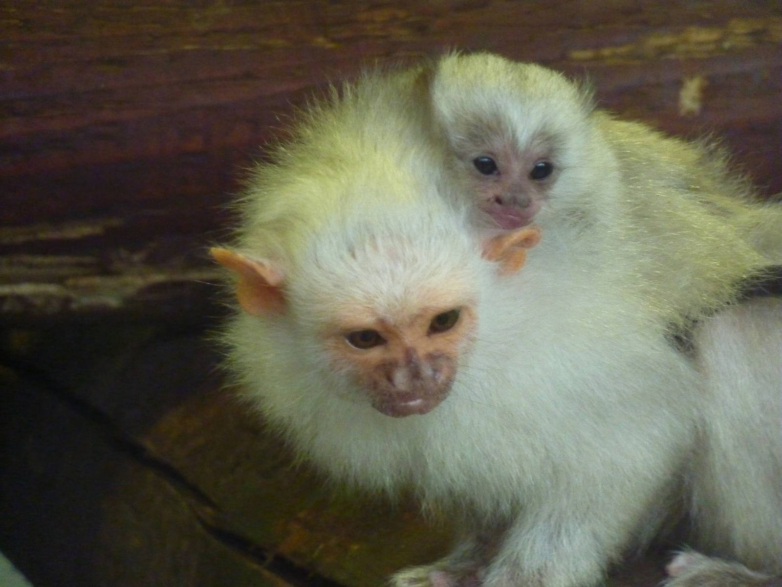 Silvery marmoset baby - 24th August 2012.