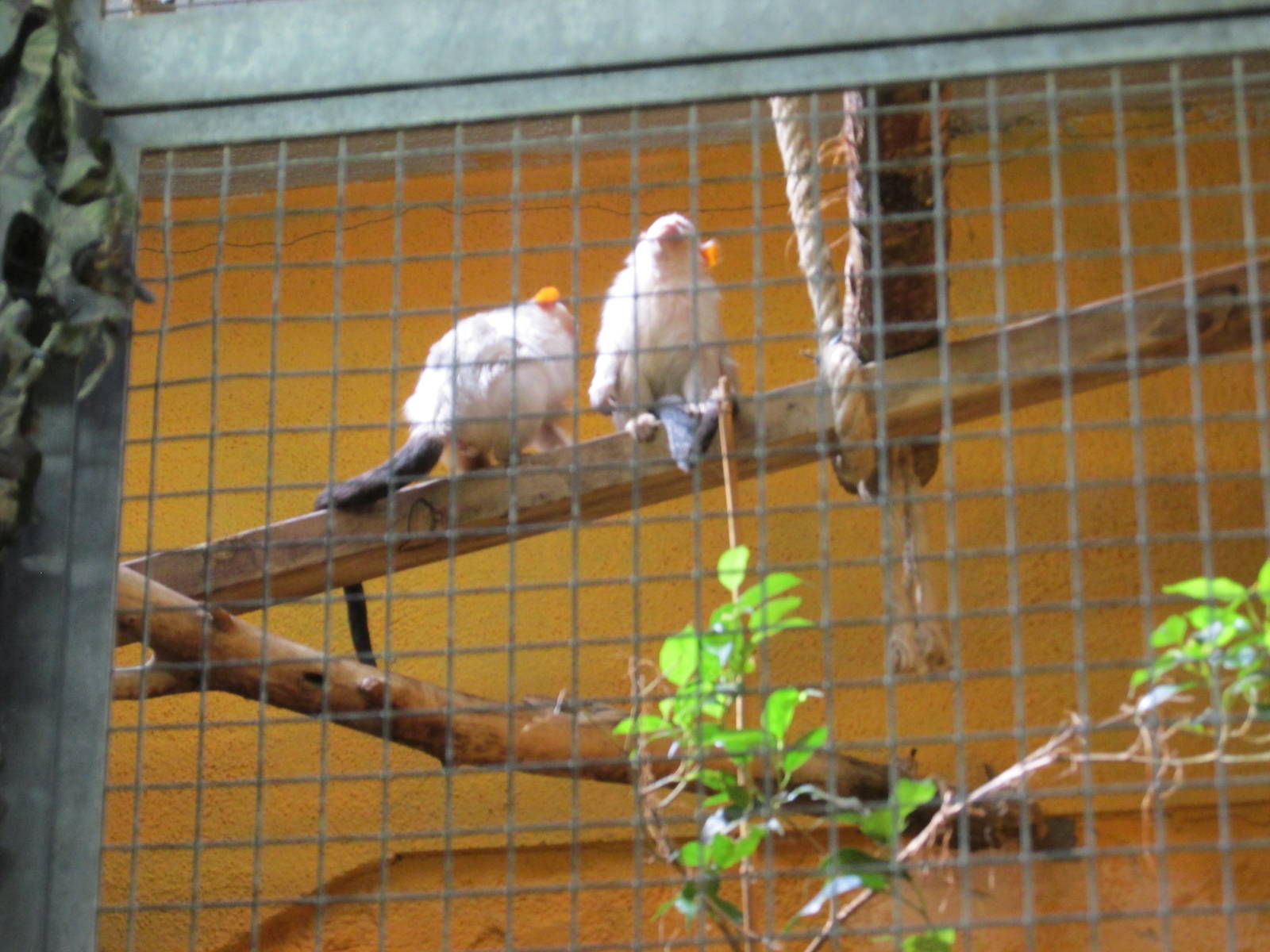 silvery marmoset barcelona zoo