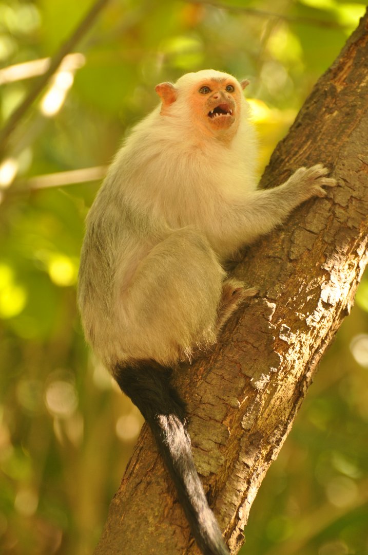 Silvery marmoset (Callithrix argentata)