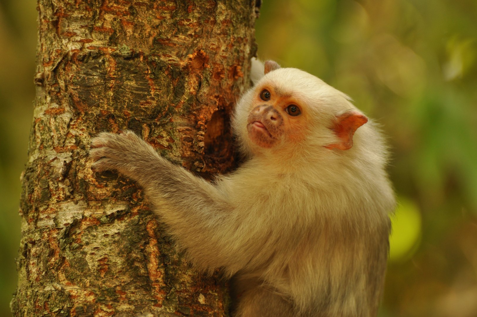 Silvery marmoset (Callithrix argentata)