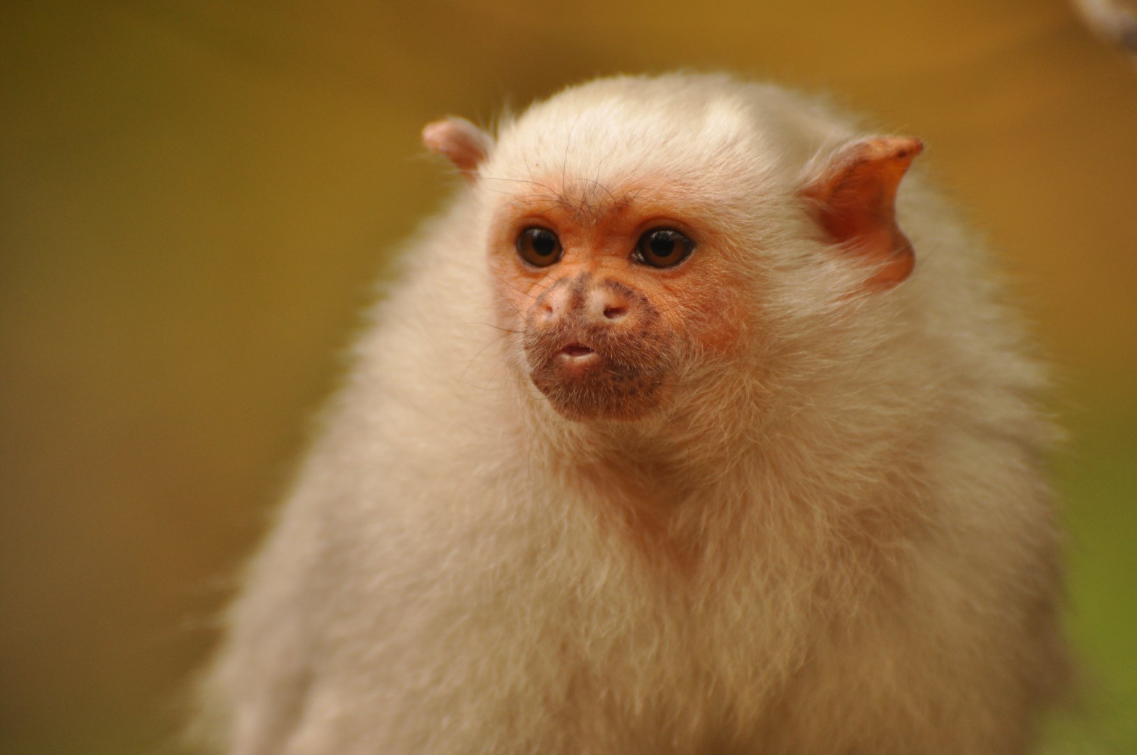Silvery marmoset (Callithrix argentata)