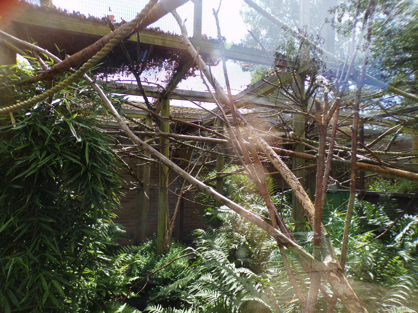 Silvery marmoset enclosure 7.7.24