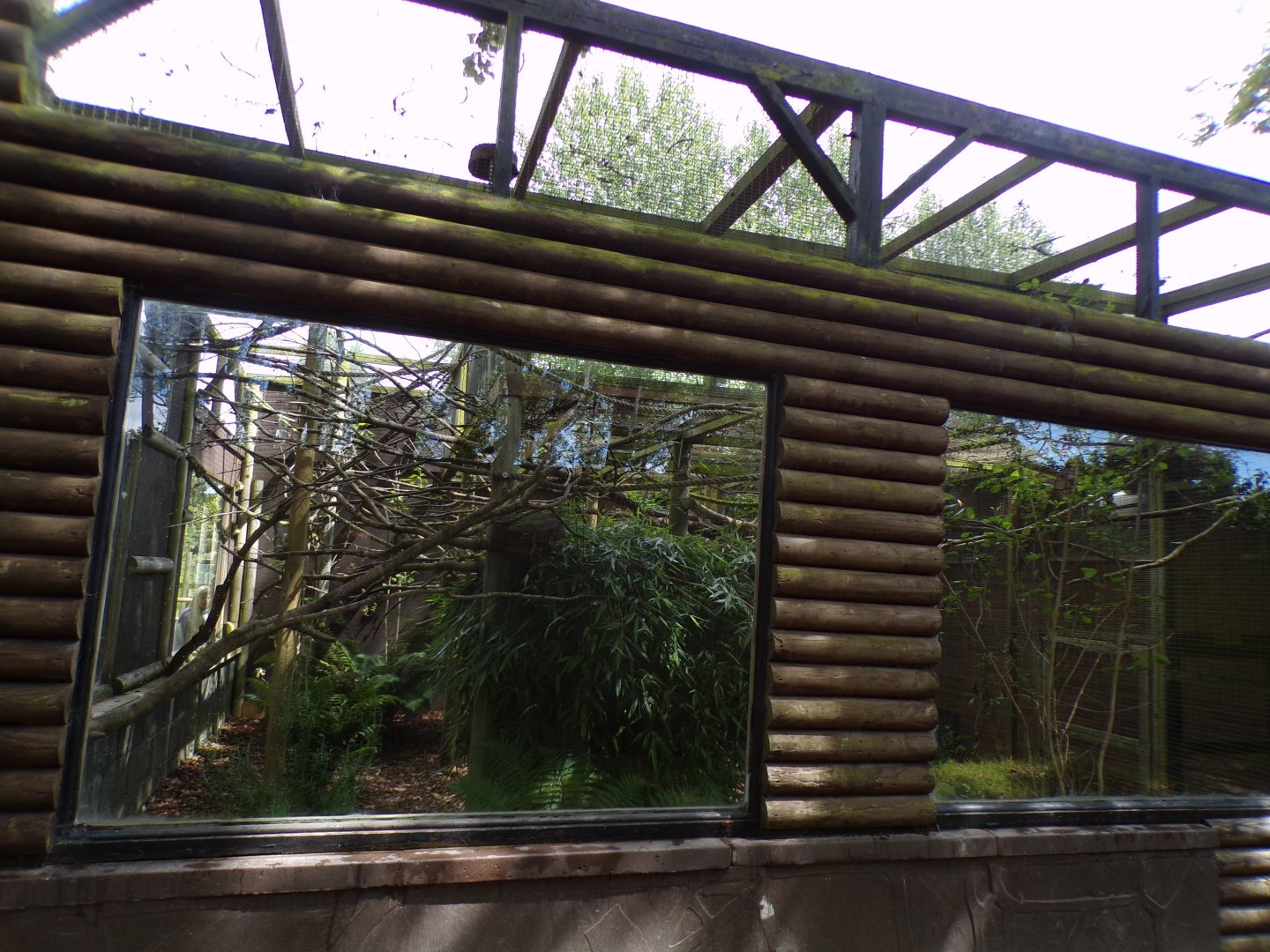 Silvery marmoset enclosure 7.7.24