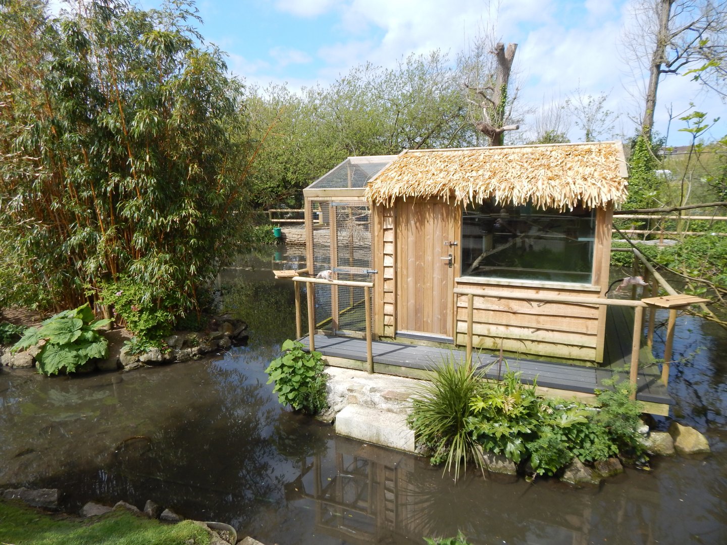 Silvery marmoset exhibit 240424