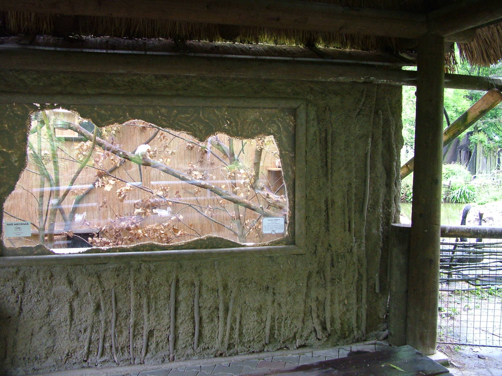 Silvery Marmoset exhibit at Jihlava, 31/05/10