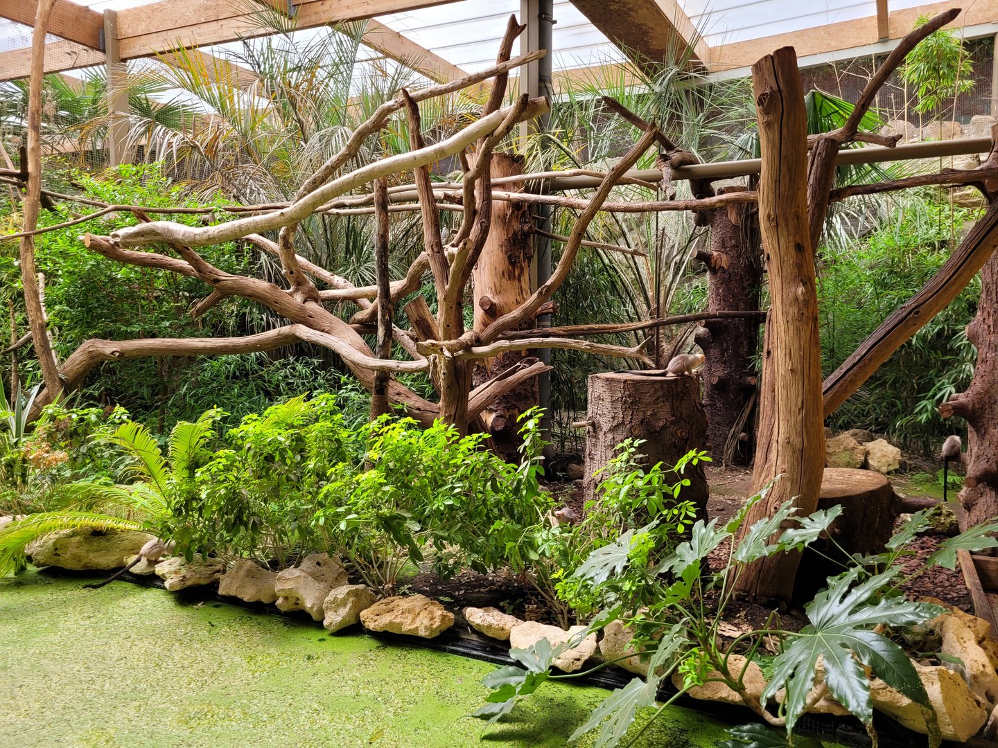 Silvery marmoset exhibit -Parc Animalier des Pyrénées (2023)