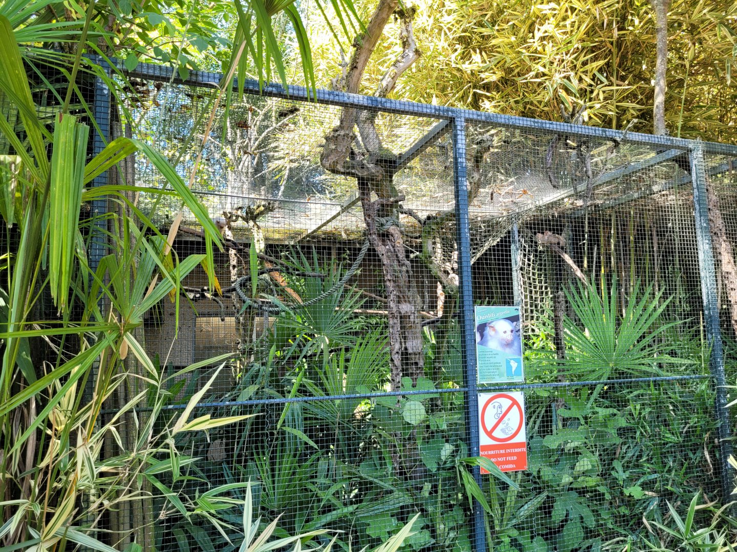 Silvery marmoset exhibit -Zoo d'Asson (2022)