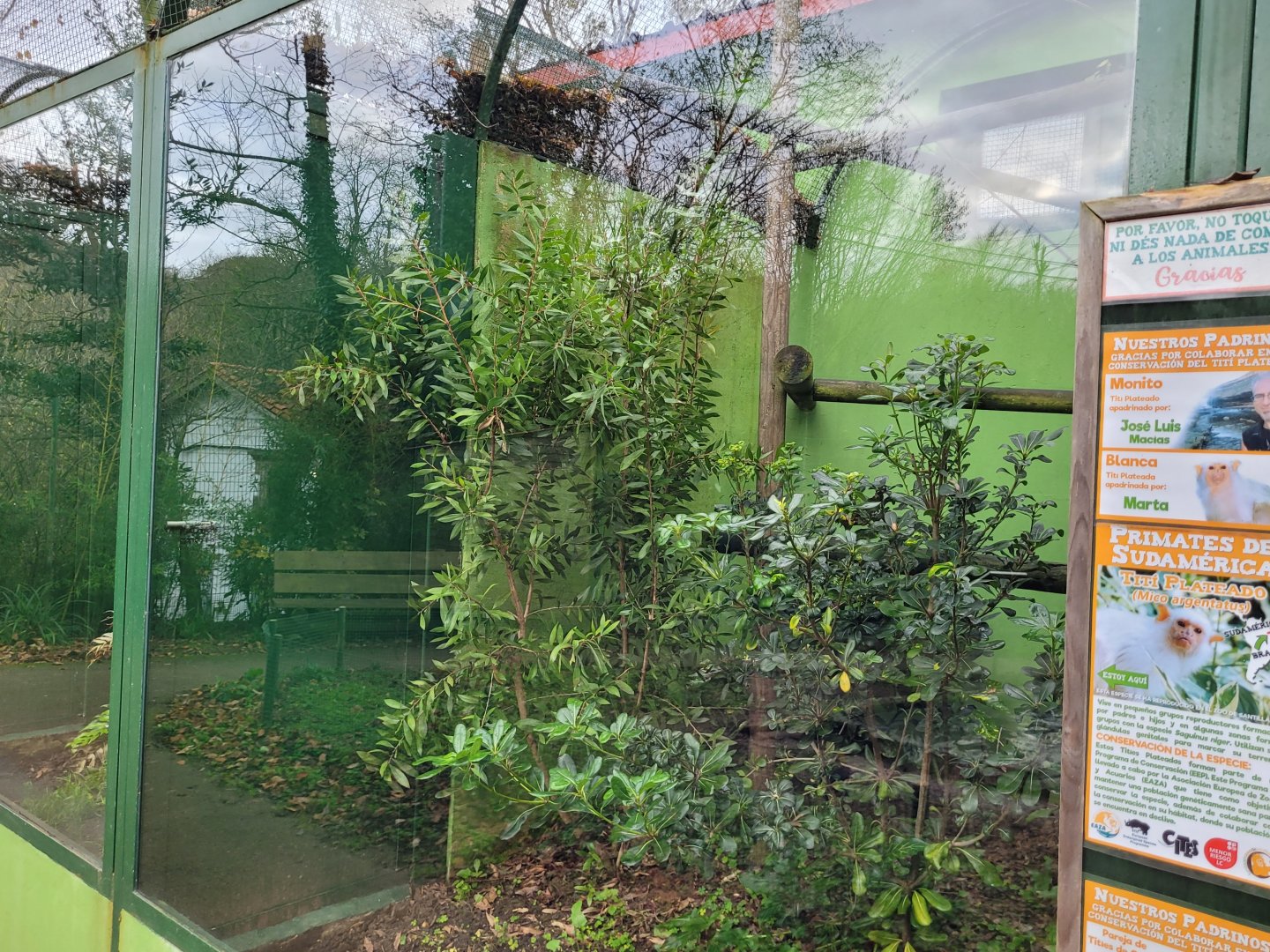 Silvery marmoset exhibit -Zoo de Santillana del Mar (2023)