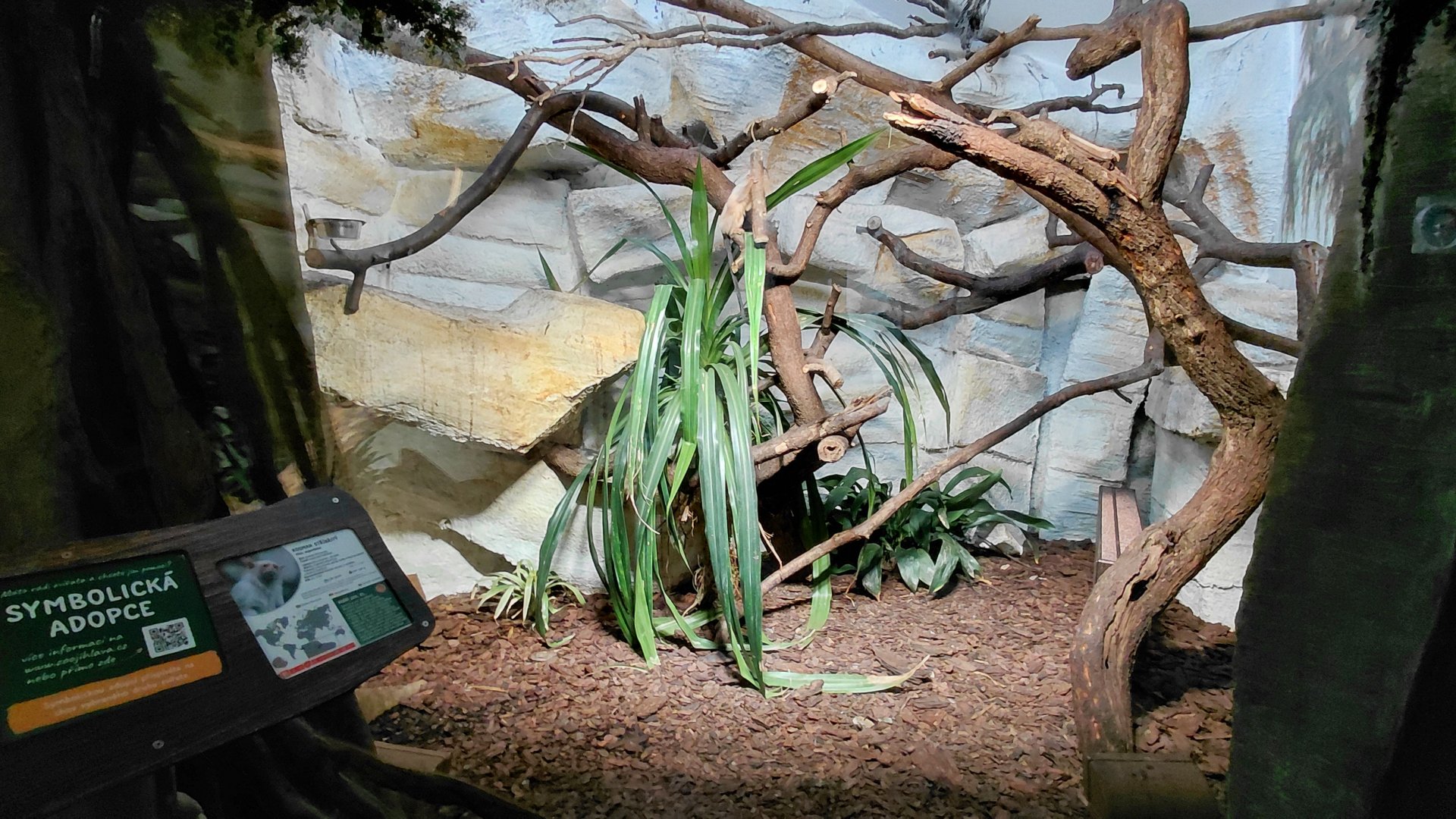 Silvery marmoset exhibit