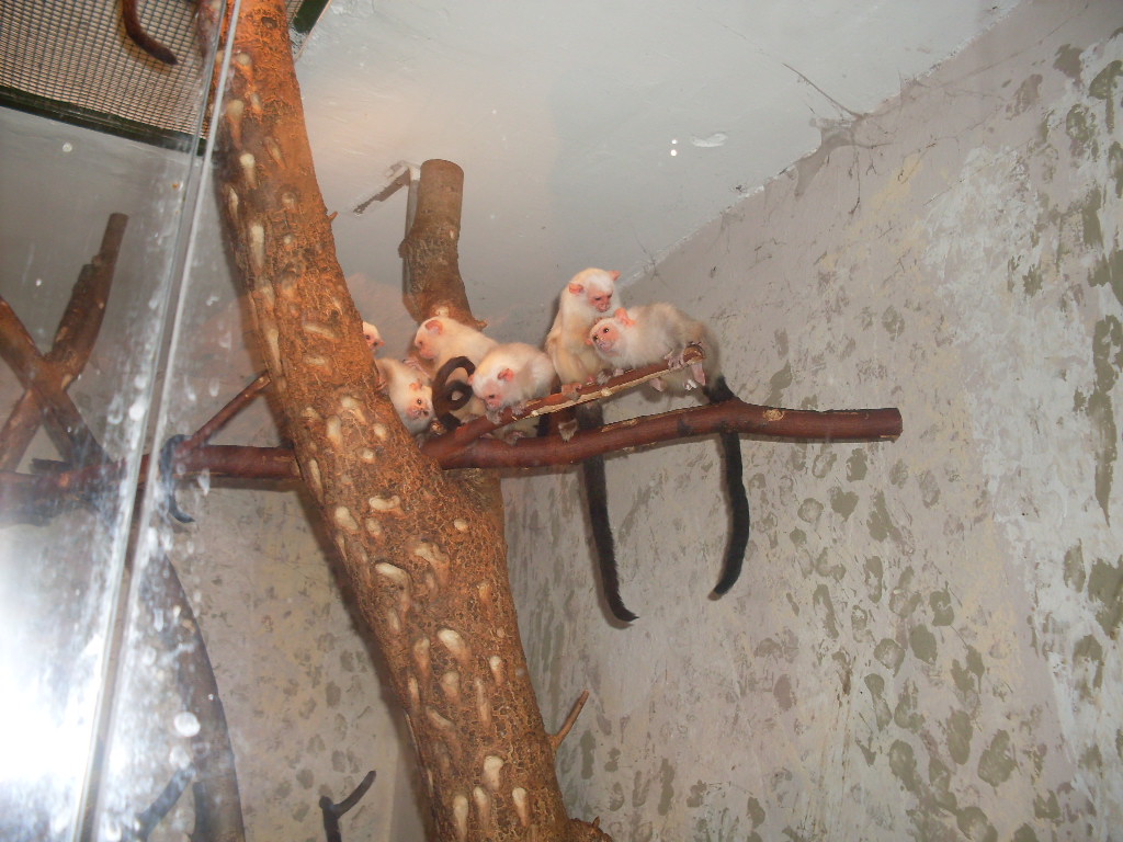 Silvery marmoset family in Atlantic rain forest house
