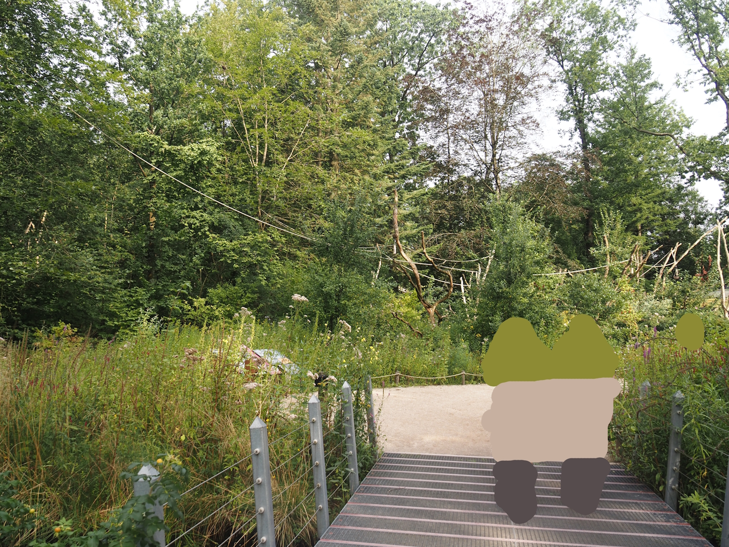 Silvery marmoset, Golden-headed lion tamarin, White-faced saki and Coppery titi walk-through area, 2024-08-18