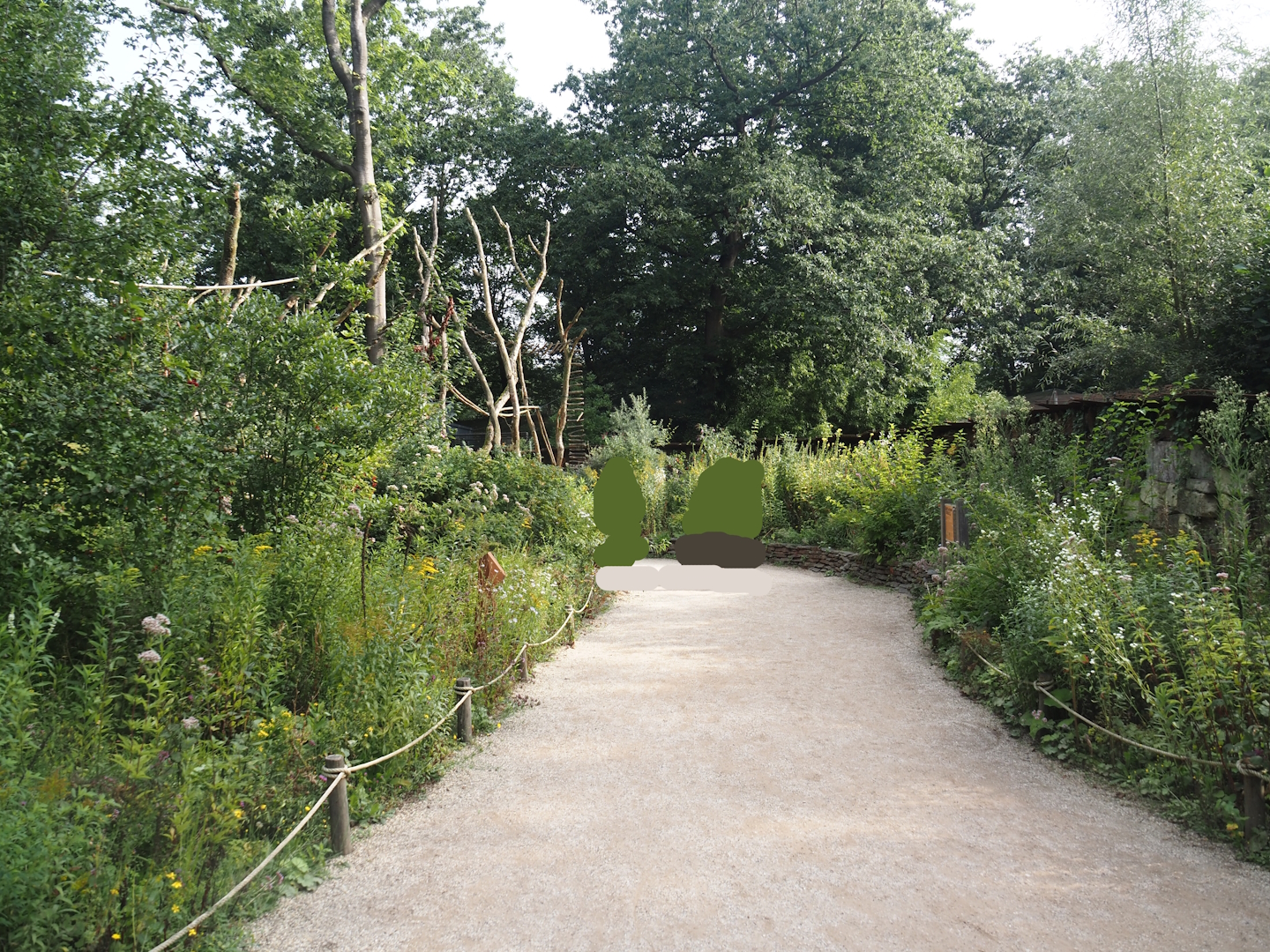 Silvery marmoset, Golden-headed lion tamarin, White-faced saki and Coppery titi walk-through area, 2024-08-18