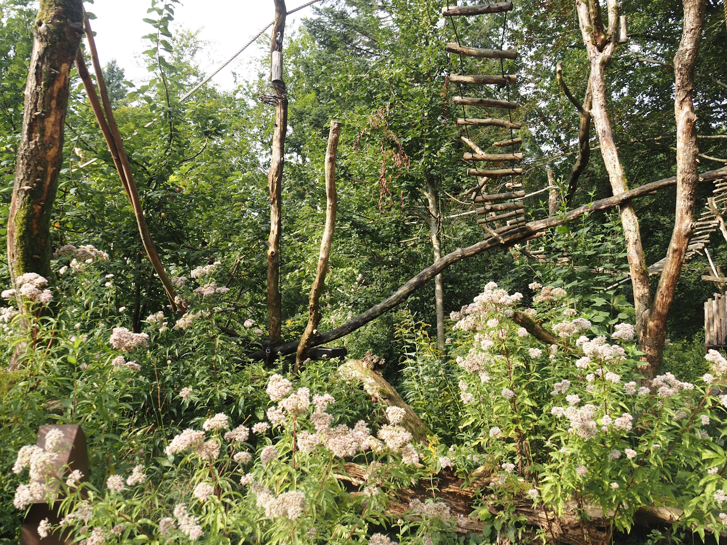 Silvery marmoset, Golden-headed lion tamarin, White-faced saki and Coppery titi walk-through area, 2024-08-18