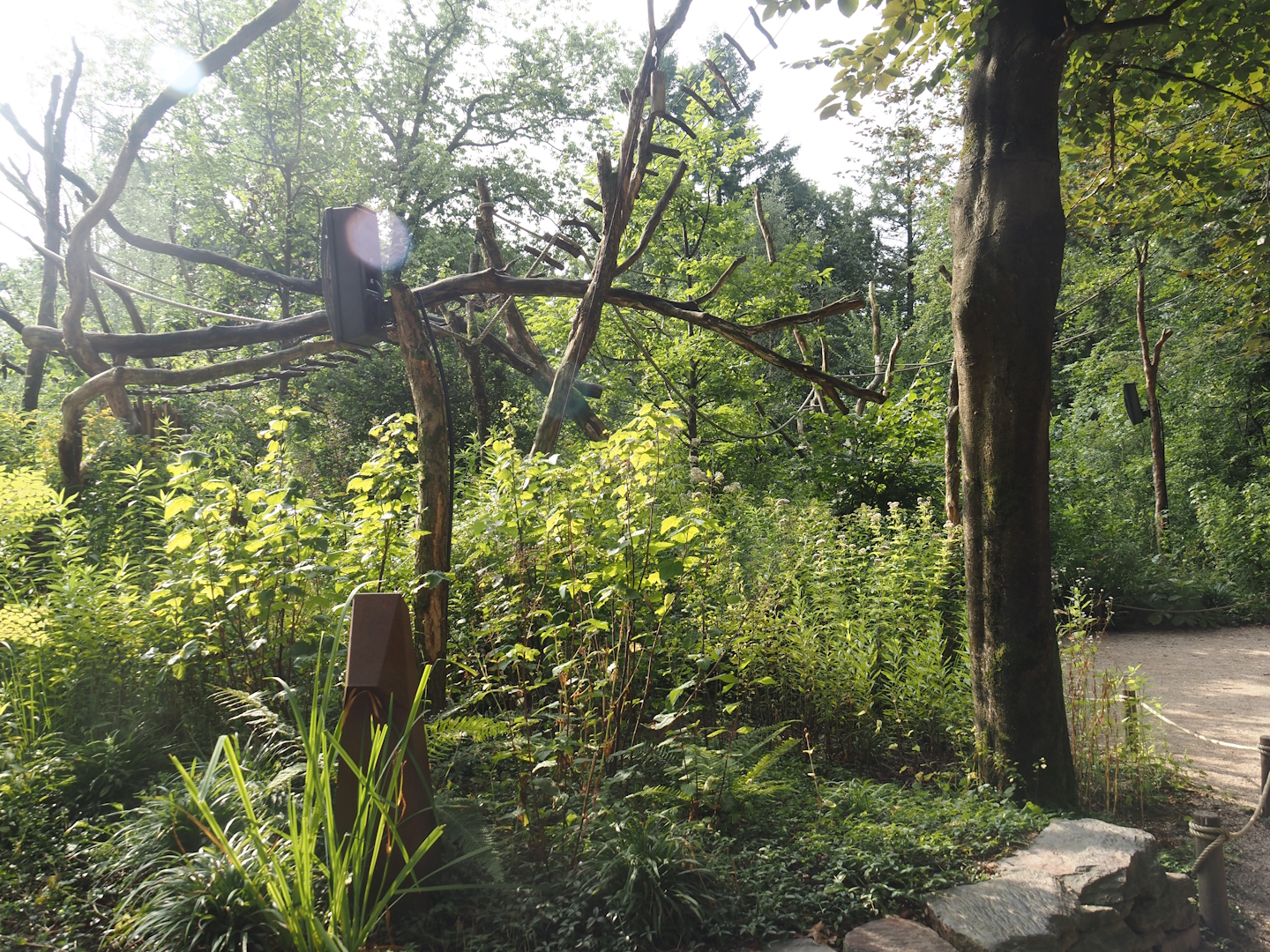 Silvery marmoset, Golden-headed lion tamarin, White-faced saki and Coppery titi walk-through area, 2024-08-18