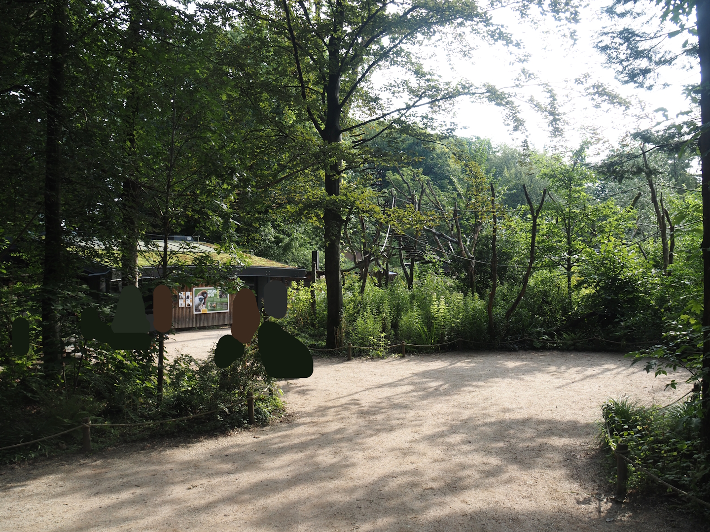 Silvery marmoset, Golden-headed lion tamarin, White-faced saki and Coppery titi walk-through area, 2024-08-18