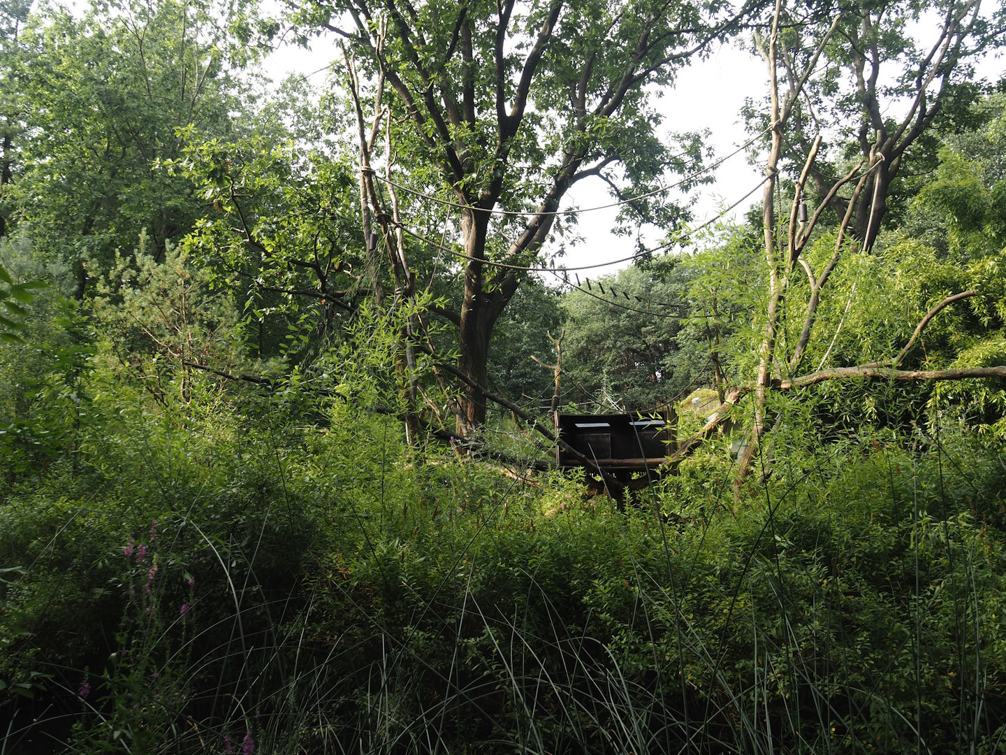 Silvery marmoset, Golden-headed lion tamarin, White-faced saki and Coppery titi walk-through area, 2024-08-18