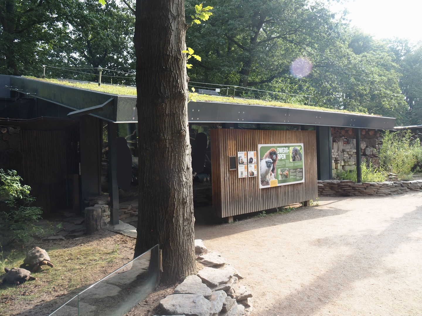 Silvery marmoset, Golden-headed lion tamarin, White-faced saki, Coppery titi and red-footed tortoise house, 2024-08-18