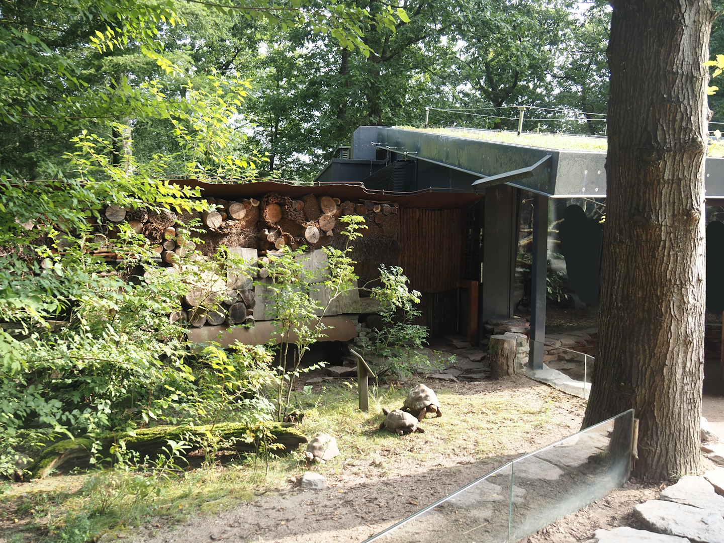 Silvery marmoset, Golden-headed lion tamarin, White-faced saki, Coppery titi and red-footed tortoise house and tortoise paddock, 2024-08-18