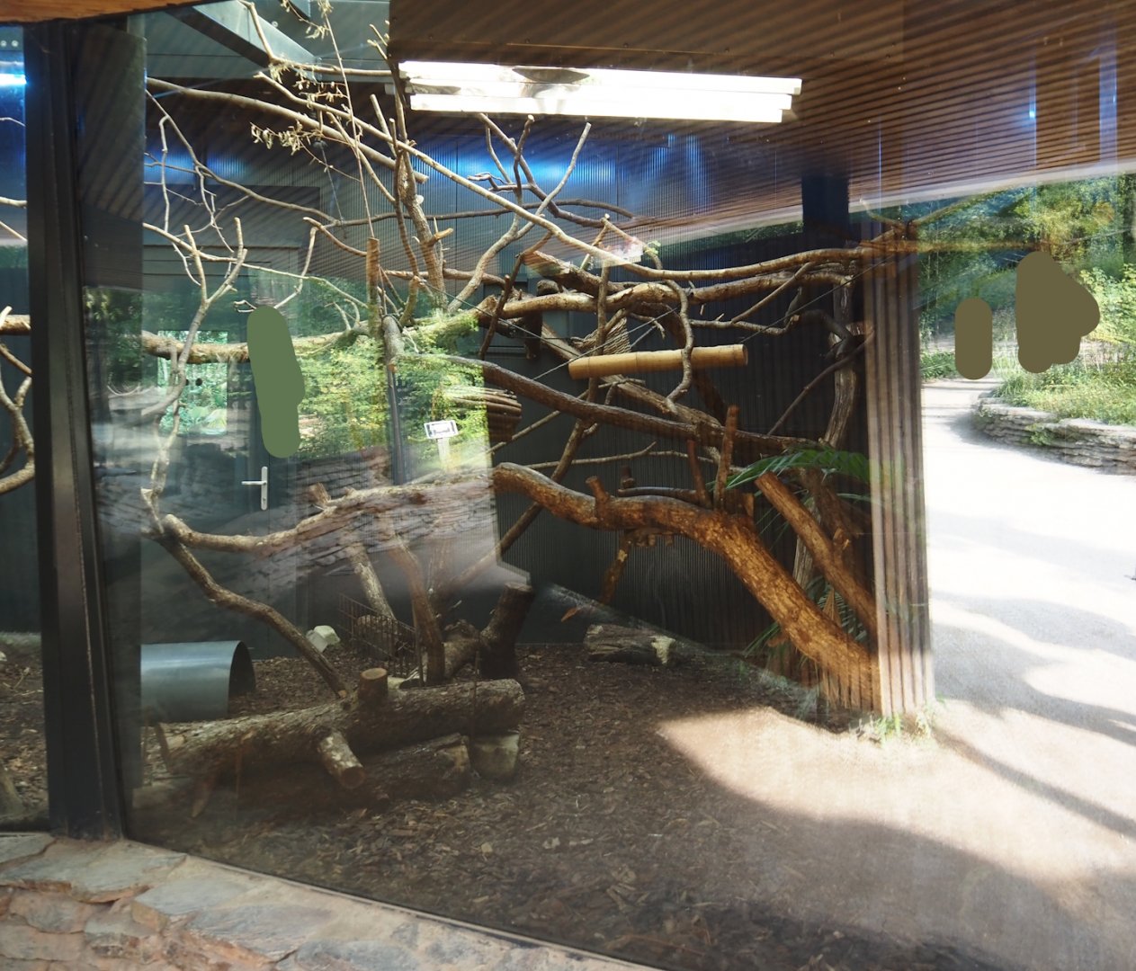 Silvery marmoset, Golden-headed lion tamarin, White-faced saki, Coppery titi and red-footed tortoise indoor housing, 2024-08-18