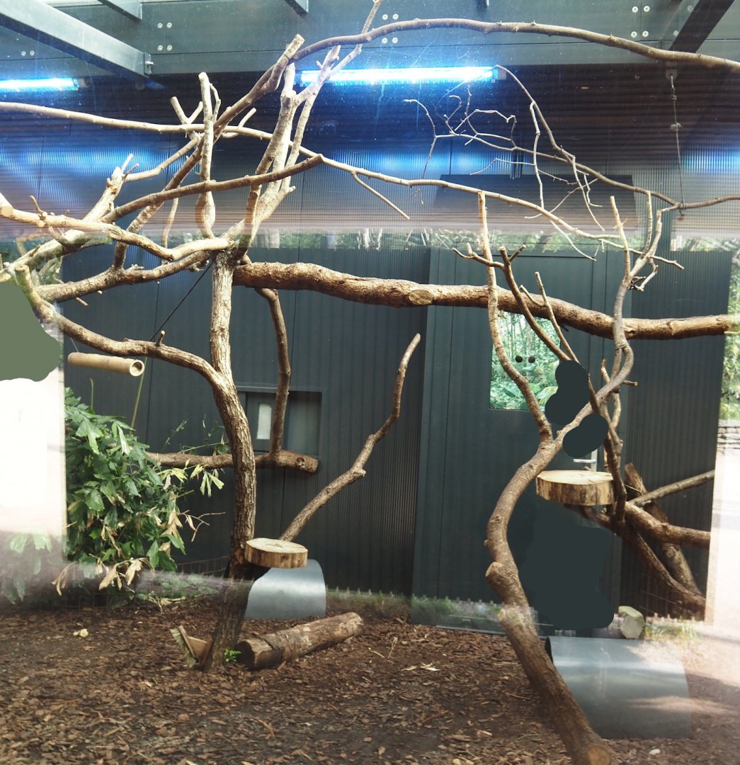 Silvery marmoset, Golden-headed lion tamarin, White-faced saki, Coppery titi and red-footed tortoise indoor housing, 2024-08-18