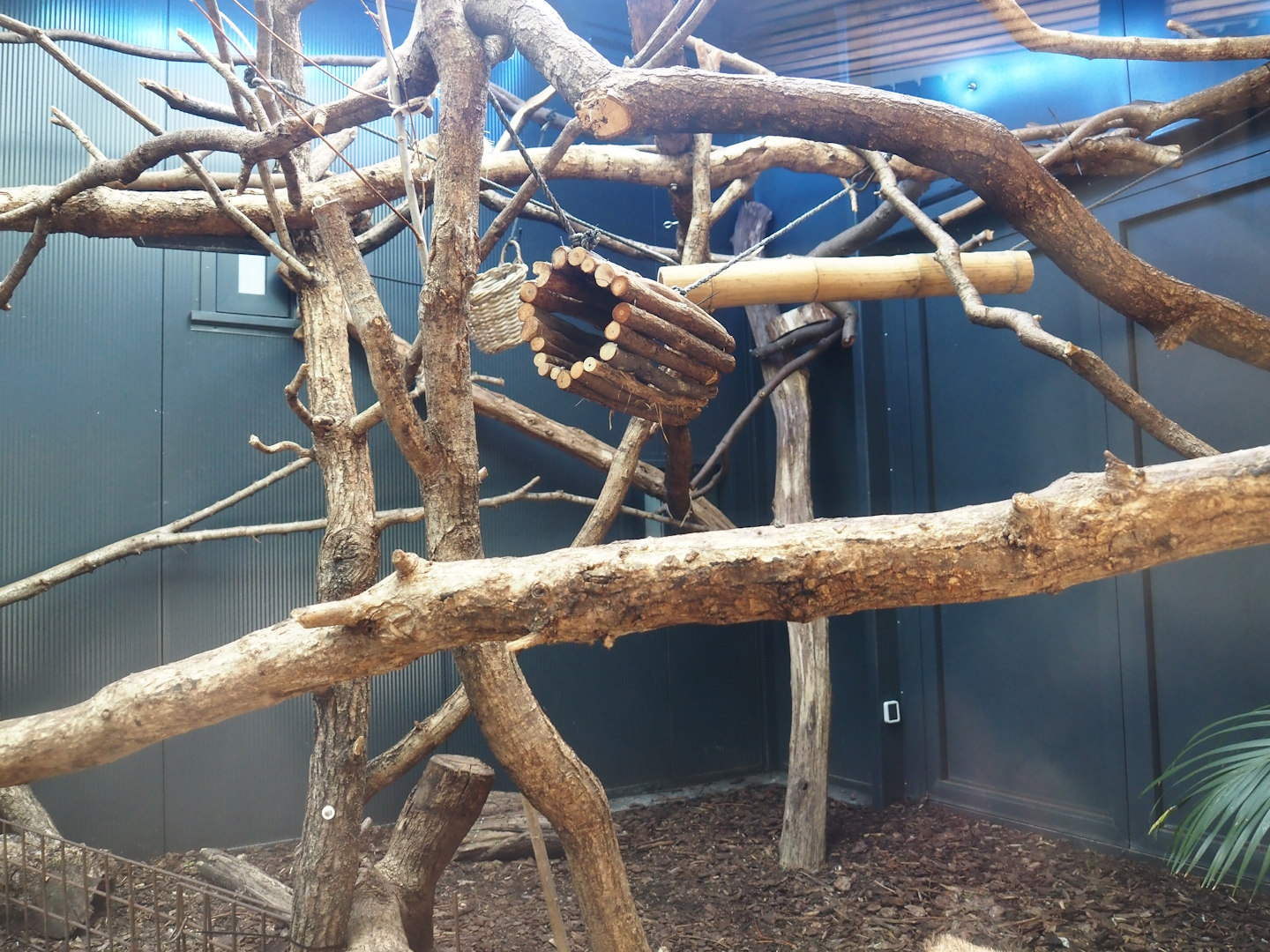 Silvery marmoset, Golden-headed lion tamarin, White-faced saki, Coppery titi and red-footed tortoise indoor housing, 2024-08-18