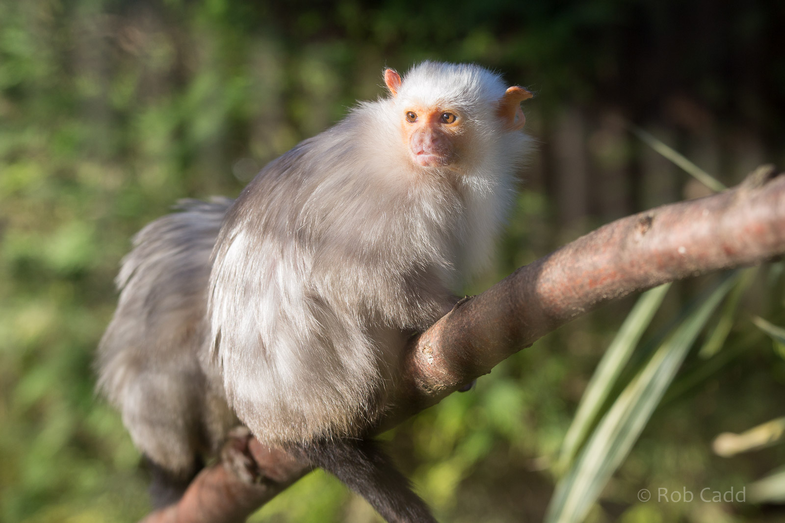 Silvery marmoset : Hamerton : 08 Feb 2015