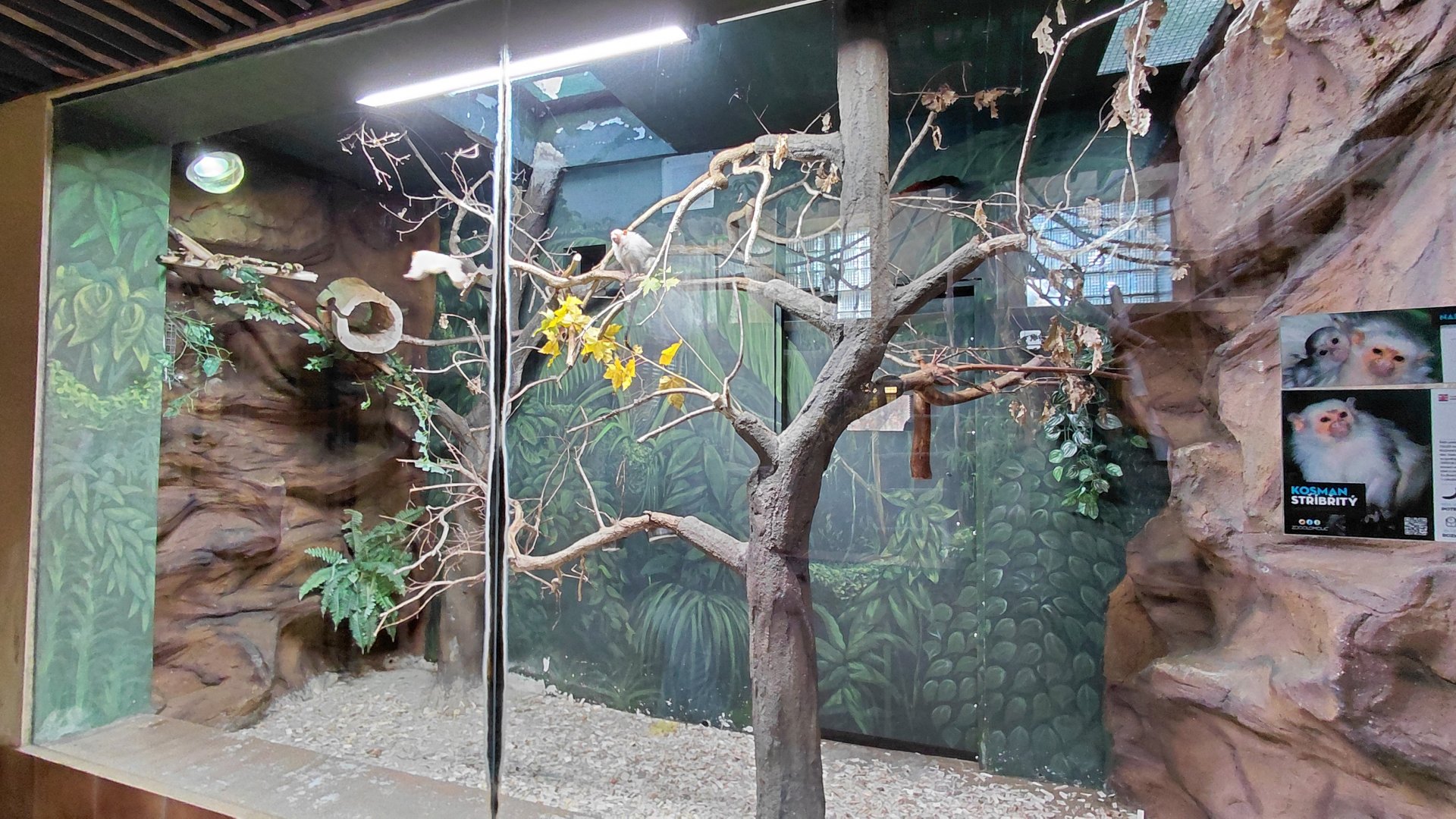 Silvery marmoset indoor exhibit